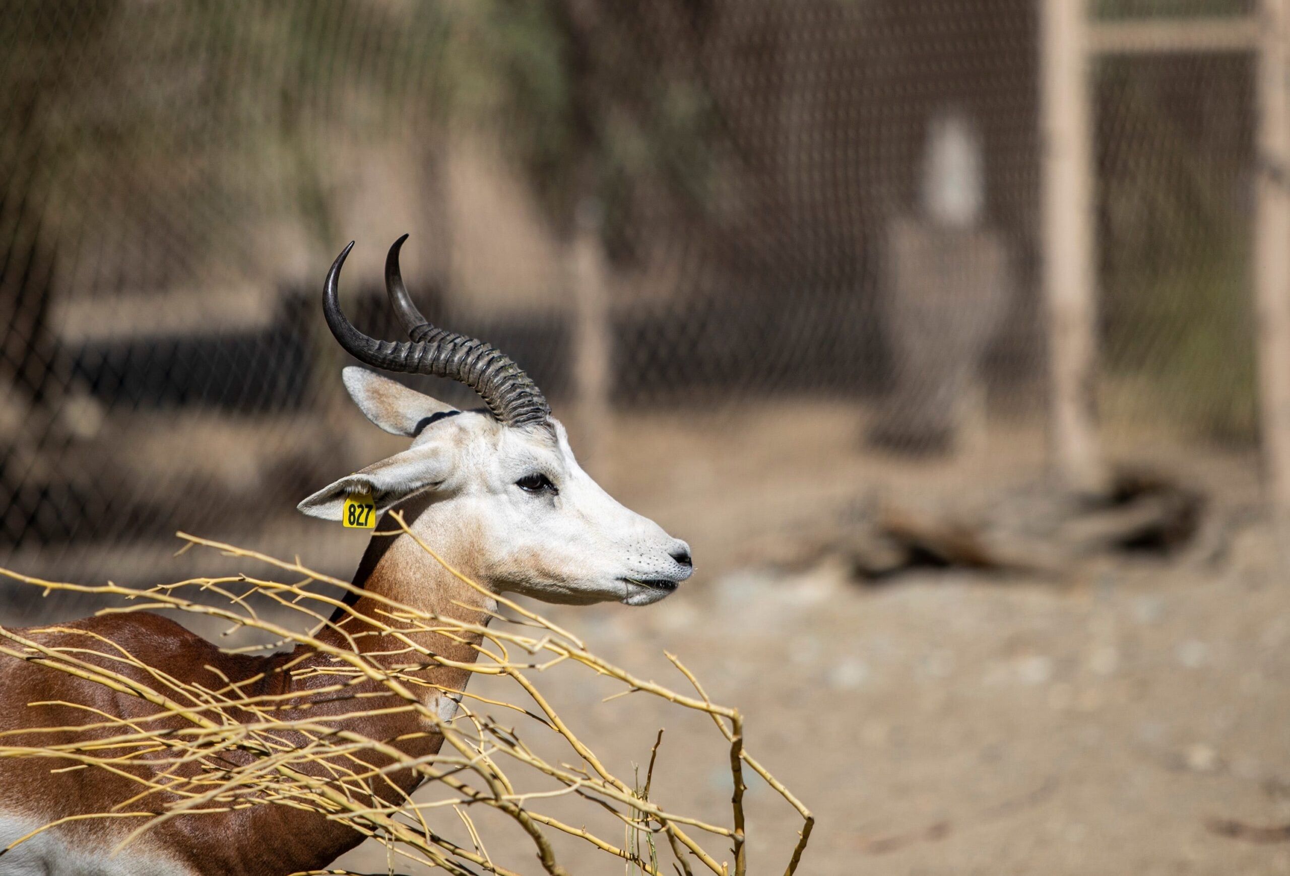 Syndication: Desert Sun