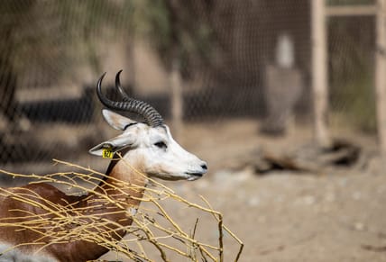 Syndication: Desert Sun
