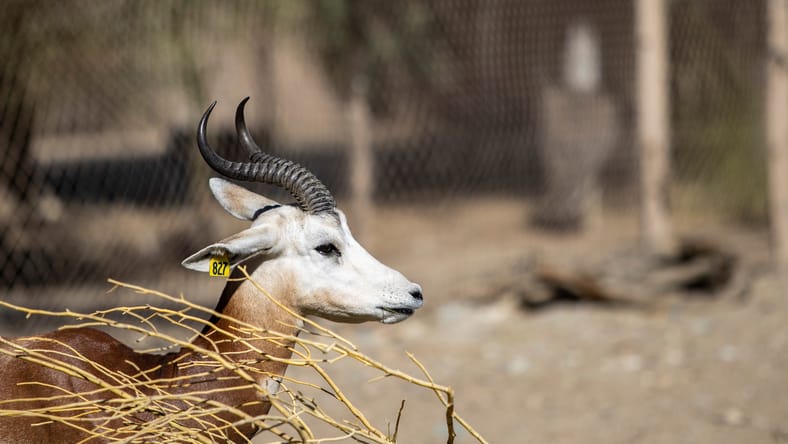 Syndication: Desert Sun